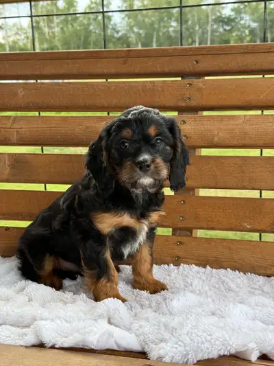 miniature poodle puppies, View more