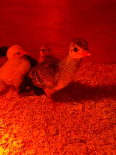 2 blue India Peachicks for sale. They must go togother. Very active. Almost a week old-$100 for both