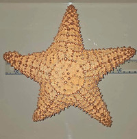 9" Starfish from Cuba