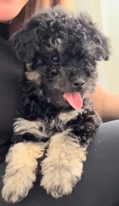 Adorable Toy Poodle, View more