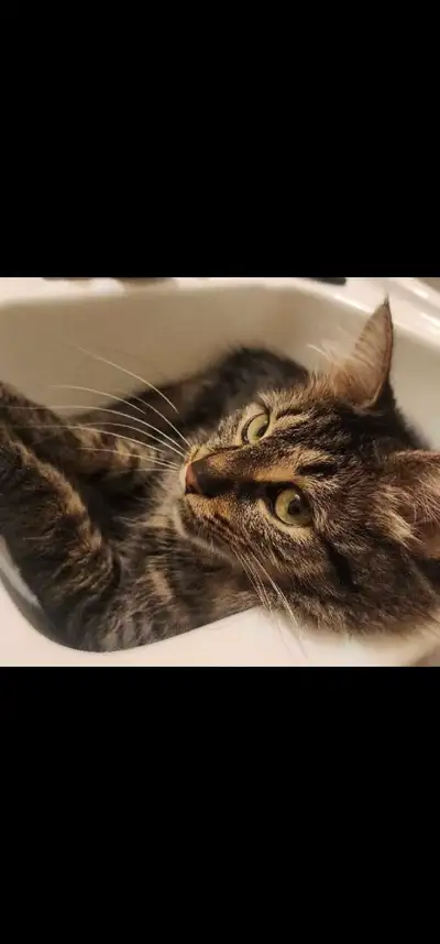 long haired tabby and calico looking for forever home, View more
