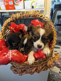 Chihuahua cuties in need of new homes