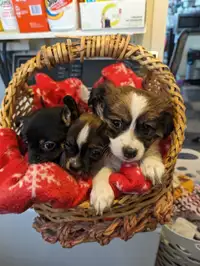 2 sweet little chihuahua girls looking for loving homes
