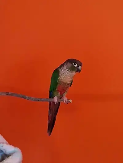 Deux conures amoureux, View more