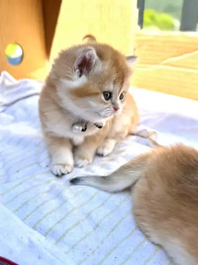 Golden British Shorthair Kittens Born on April 19 Looking for New Homes! They are of the NY12 color...