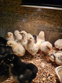 chicks for sale 