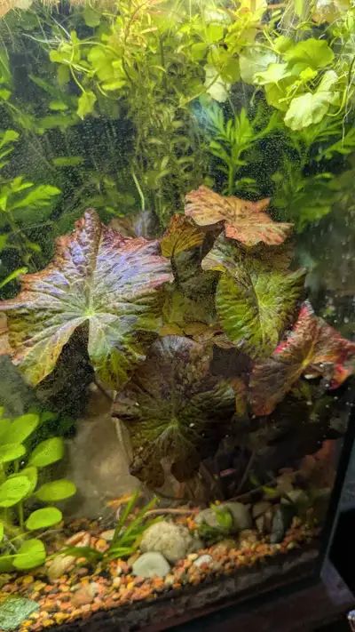 I have one Red Tiger Lotus for $15. I have some other plants and shrimps - Please see my other ads....