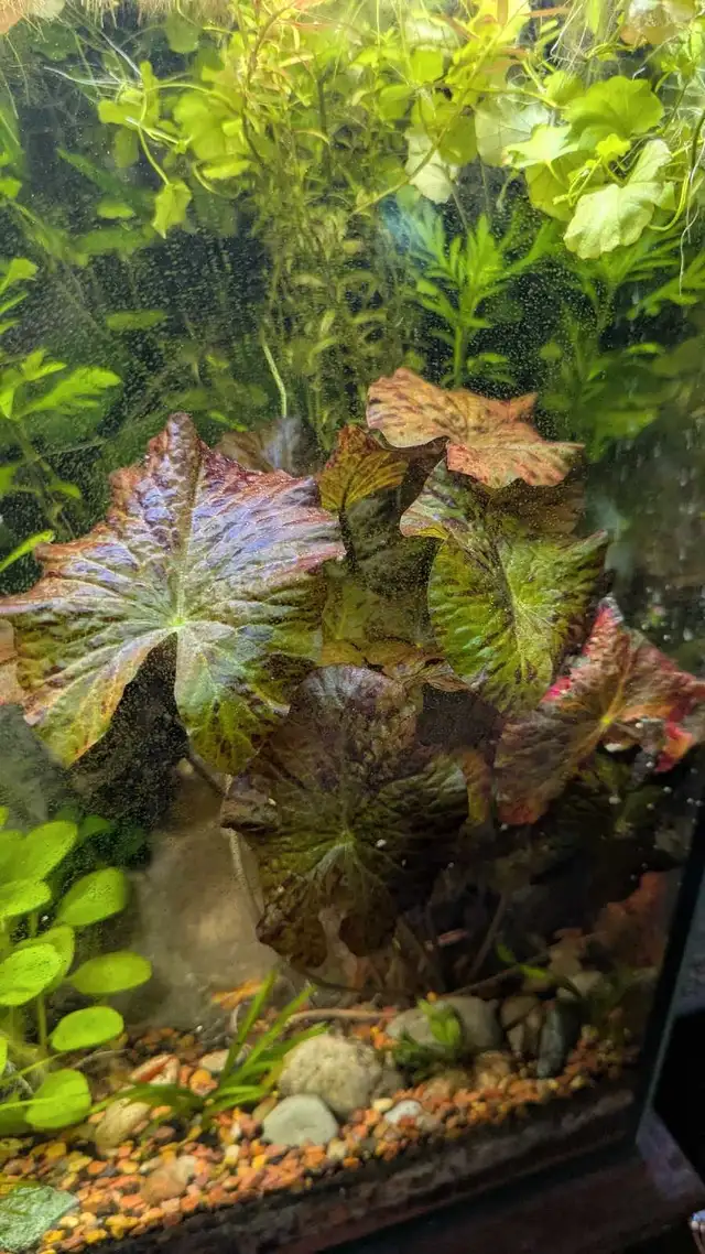 Aquarium plant - Red Tiger Lotus in Fish for Rehoming in Markham / York Region - Image 2