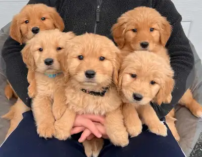 Our adorable golden retriever puppies are ready to join their forever families! Each puppy comes: Ve...