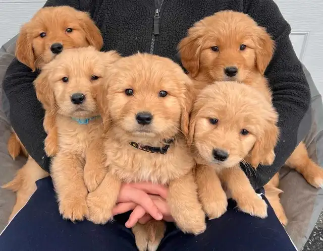 Golden retriever puppies in Dogs & Puppies for Rehoming in Longueuil / South Shore - Image 2