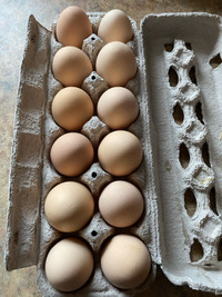 Silver Laced Wyandotte hatching eggs