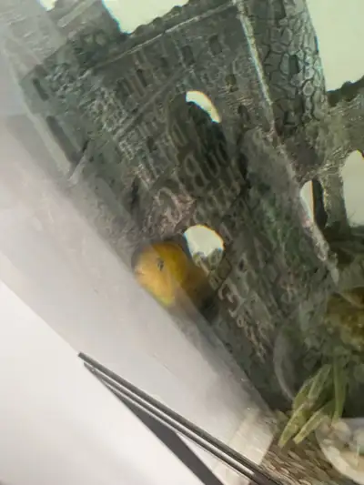 Hi there 2 left first come first serve $20 each if you buy together you can have it for $35.Or trade...