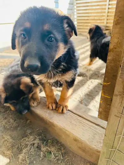 Purebred German Shepherd puppies , View more