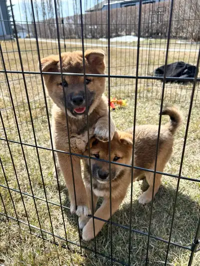 Shiba Inu’s purebred Japanese, View more
