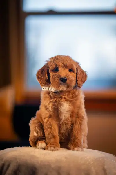 F1B small Bernedoodle puppies, View more