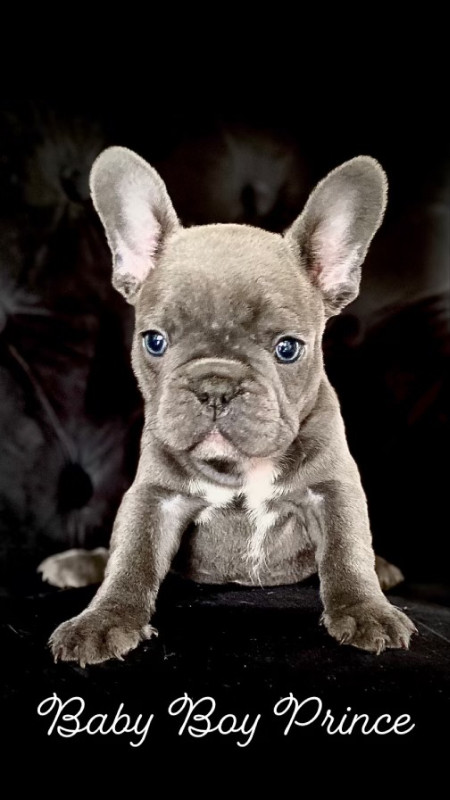 French bulldog in Dogs & Puppies for Rehoming in Chilliwack - Image 2
