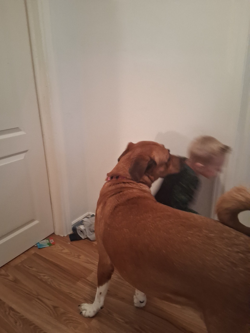 Dog for adoption | Accessories | Timmins | Free local classifieds - Kijiji