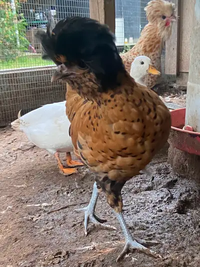 Rare opportunity. Polish Pullets chickens Laying hens, View more