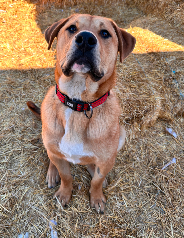 Samson - Your future best friend! in Registered Shelter / Rescue in Saskatoon - Image 4