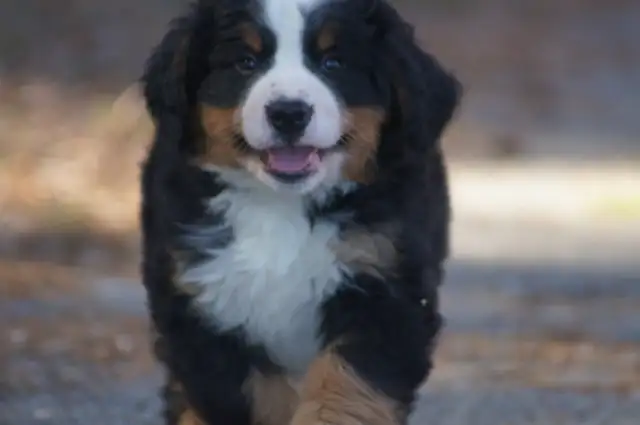 CKC reg. Bernese Mountain Dogs in Dogs & Puppies for Rehoming in Barrie - Image 2