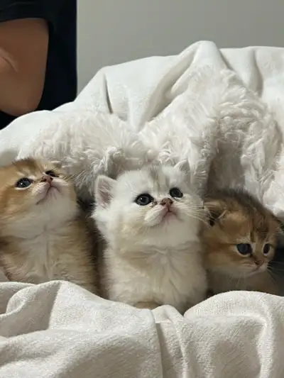 Adorable Scottish fold kittens - gold are Scottish fold males - white is a Scottish straight female....