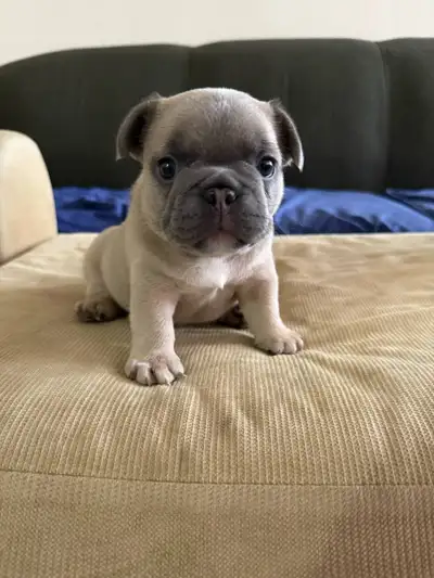 Two Adorable Male French Bulldog Puppies Looking for Their Forever Home! ❤️ We have two absolutely b...