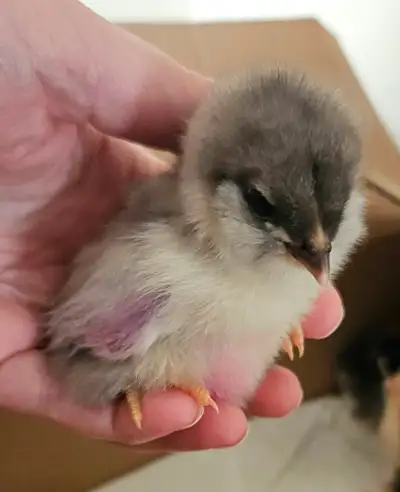 Wheaten Ameraucana + Olive Egger Chicks, View more