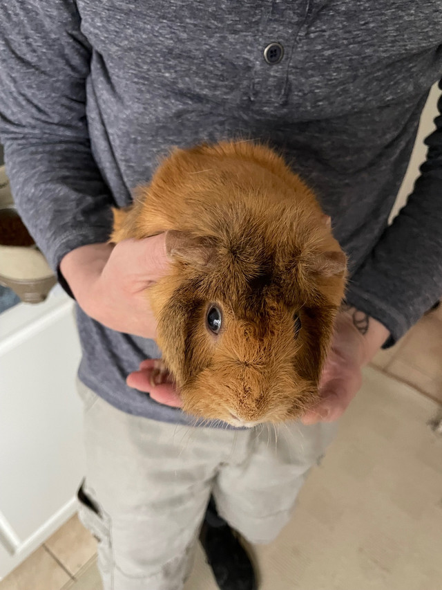 Guinea pigs in Small Animals for Rehoming in Mississauga / Peel Region - Image 4