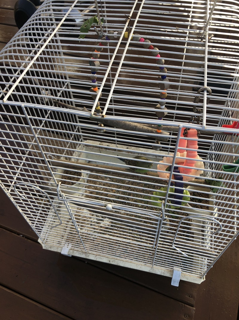 Two budgies and cage Birds for Rehoming Ottawa Kijiji