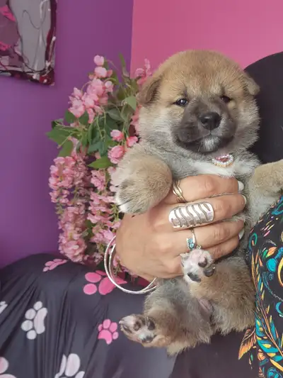 Shiba inu chiots/puppies, View more
