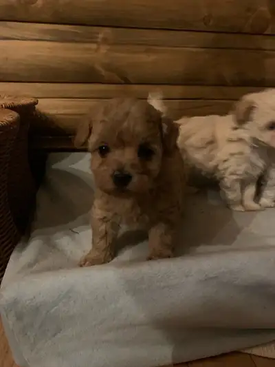 Maltipoo ( Maltese x Poodle ) NO SHEDDING ❤️, View more