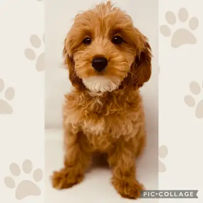 Petite Mini f1bb Goldendoodle Puppies ♡, View more