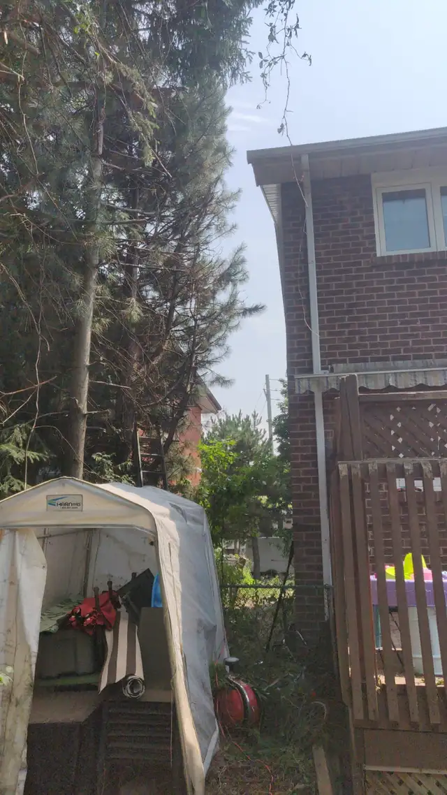 Tree Removal services Branch Trimming # 6475143001 in Lawn, Tree Maintenance & Eavestrough in Mississauga / Peel Region - Image 11