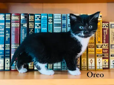 Beautiful Kittens, View more