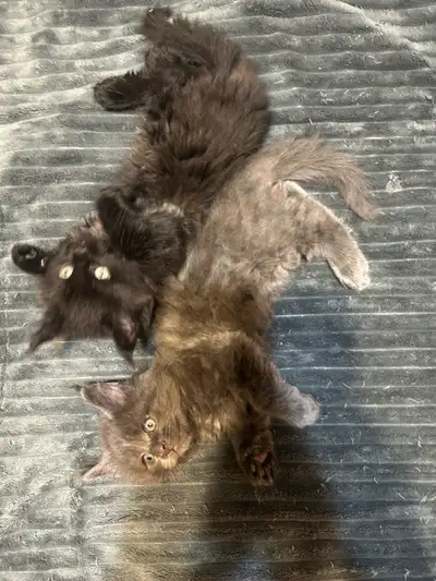 Mainecoon Kittens, View more