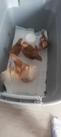 Brown layer chicks