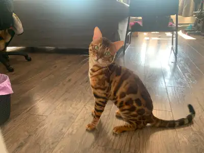 Chat Bengal Male/+2 chatons, View more