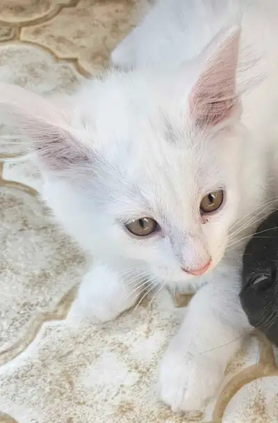 Two beautiful Male kittens one all white with long hair. One all black with long hair shots are up t...