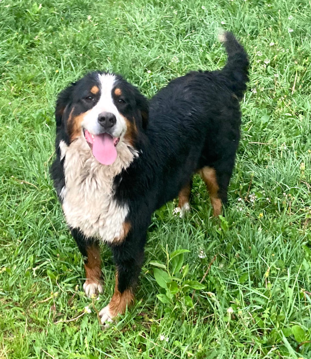 Young Adult F Bernese Mountain Dog  in Dogs & Puppies for Rehoming in Calgary - Image 3