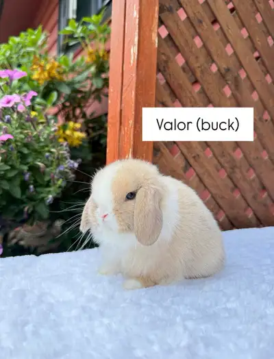 **adorable holland lop baby bunnies**, View more
