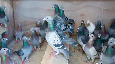 Pigeons Wanted, View more