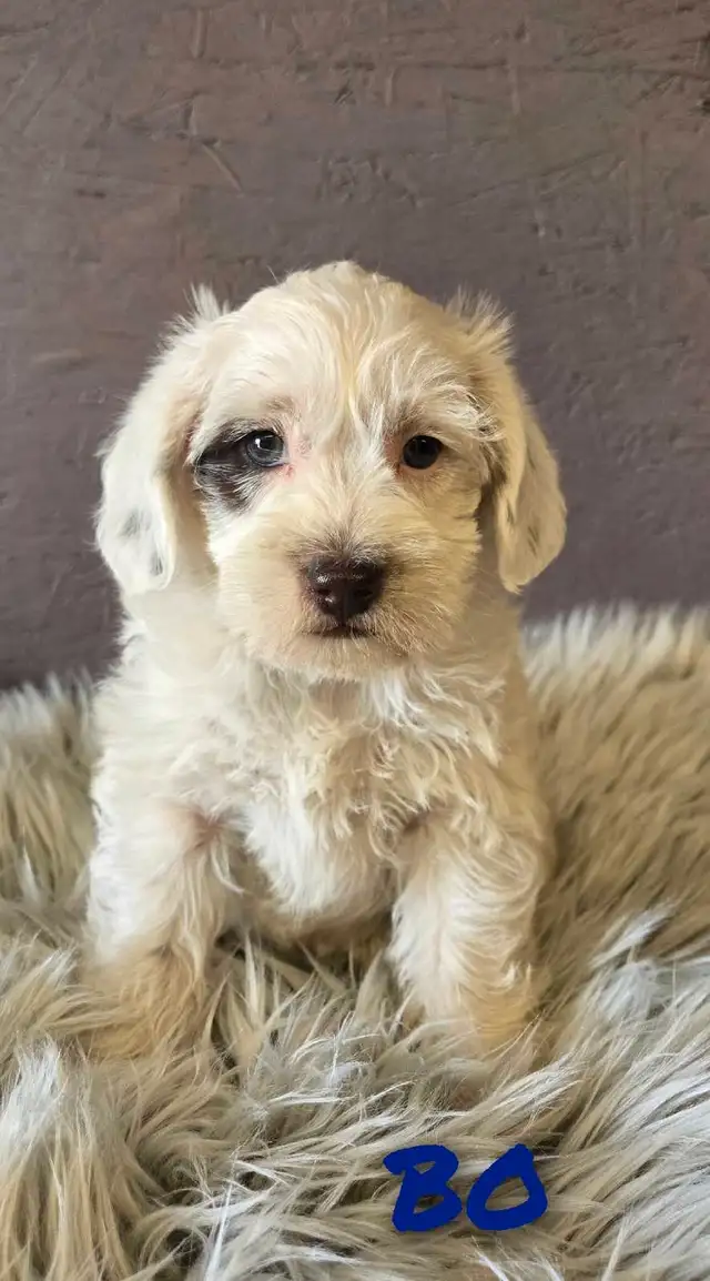 ADORADBLE SCHNOODLE PUPPIES in Dogs & Puppies for Rehoming in Edmonton - Image 3