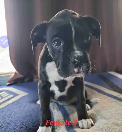 Boxer puppies Prince George. Ready to go., View more