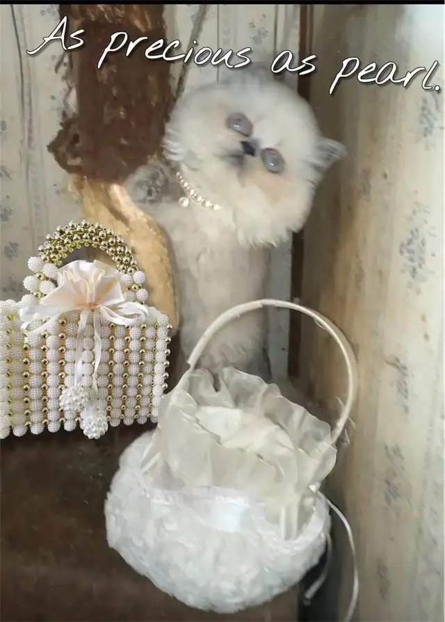 Purrfect purring Persian kittens ( price negotiable) in Cats & Kittens for Rehoming in Mississauga / Peel Region - Image 11