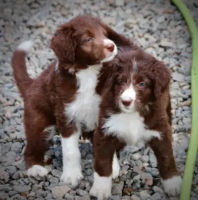ROYAL DOODLES QUEBEC CANADA Pour plus d'info et leurs prix allez Voir SVP sur notre site internet :...