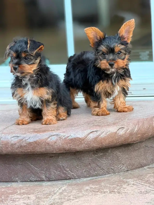 2 Toy Yorkies Puppies for sale in Dogs & Puppies for Rehoming in City of Toronto - Image 3