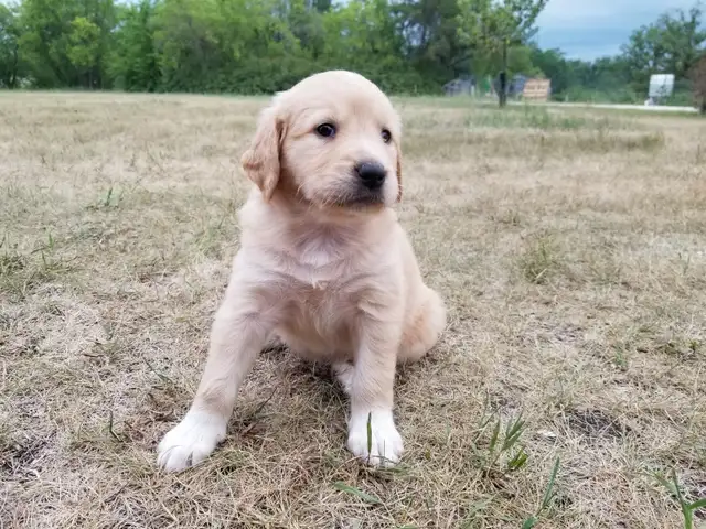 Lovely Golden Labrador Retriever Puppies in Dogs & Puppies for Rehoming in Winnipeg - Image 8