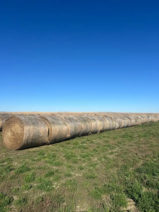 Hay for sale  in Other Business & Industrial in Swift Current - Image 4