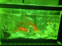 Fully Set Up 10 gal fish tank with filter and 8 guppies