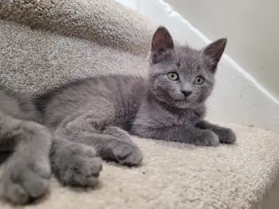 Russian Blue Kitten (vaccinated), View more